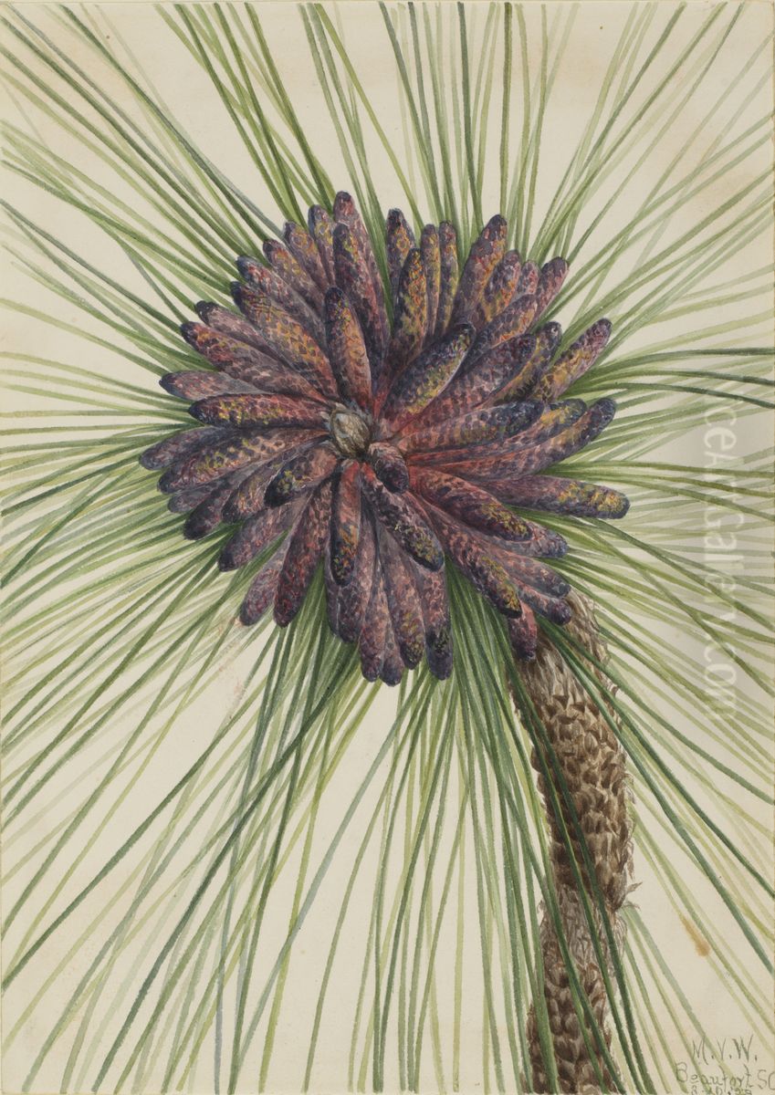 Longleaf Pine (Pinus palustris) Oil Painting by Mary Vaux Walcott