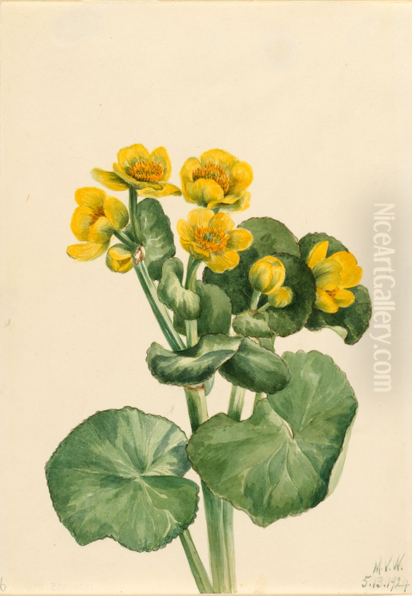 Marsh Marigold (Caltha palustris) Oil Painting by Mary Vaux Walcott