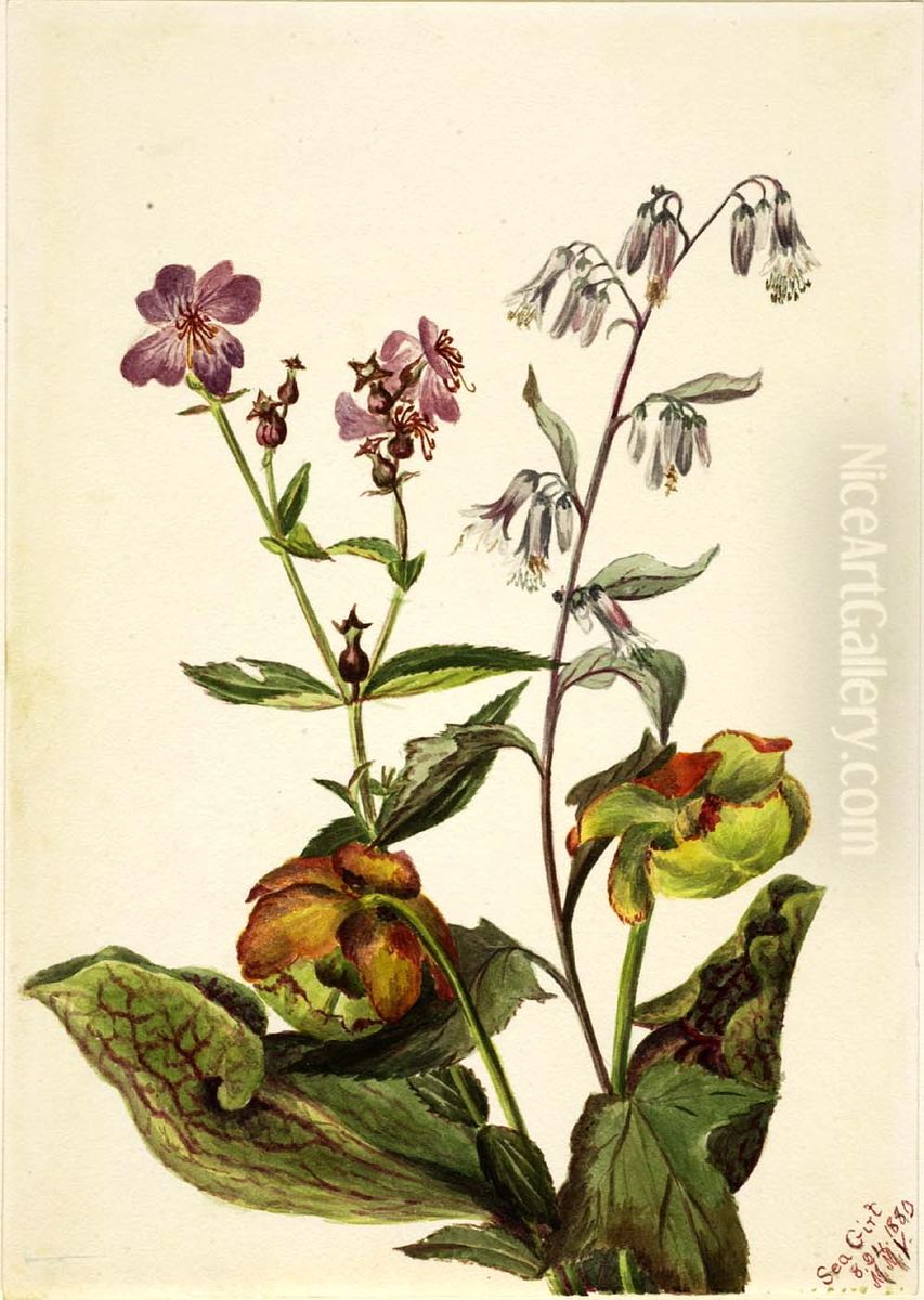 Meadow Beauty (Rhexia virginica), Rattlesnake Roat (Nabalus albus), Pitcherplant (Sarracenia purpurea) Oil Painting by Mary Vaux Walcott