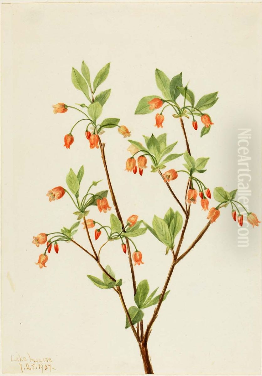 Menziesea (Menziesea glabella) Oil Painting by Mary Vaux Walcott