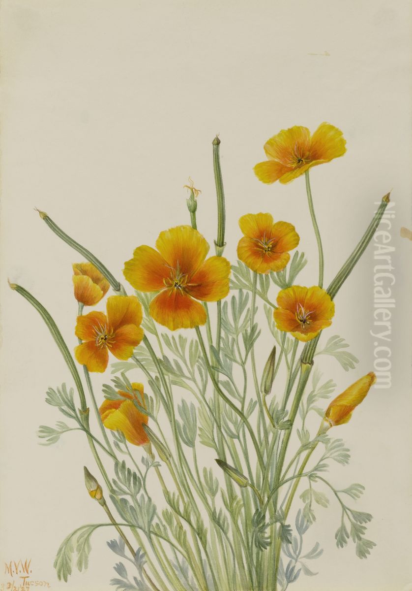 Mexican Poppy (Eschscholtzia mexicana) Oil Painting by Mary Vaux Walcott