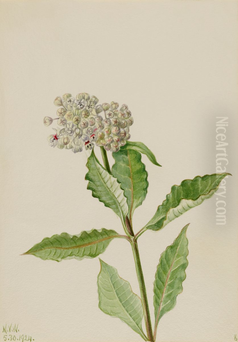 Milkweed (Ascelpias) Oil Painting by Mary Vaux Walcott