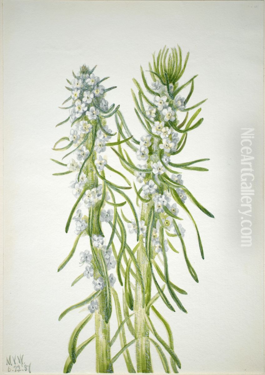 Miner's Candle (Oreocarya virgata) Oil Painting by Mary Vaux Walcott