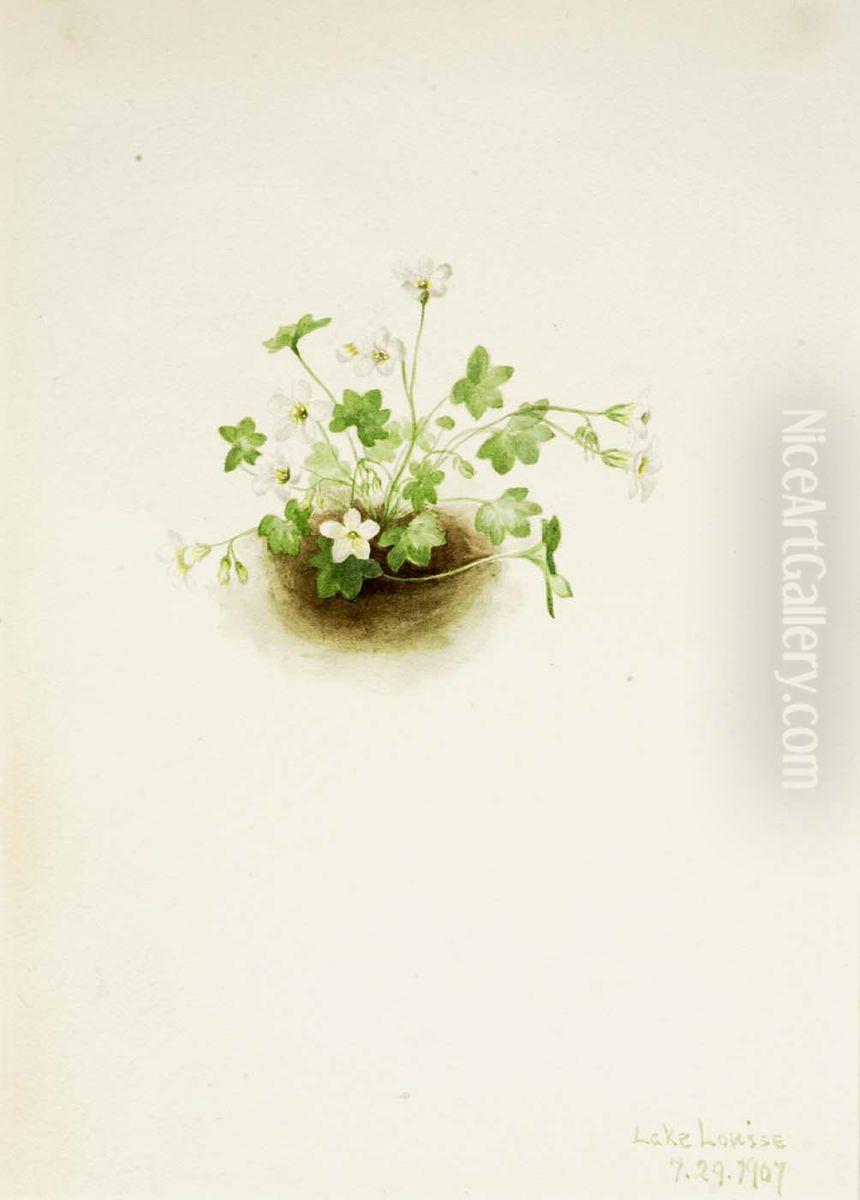 Mistmaiden (Romanzoffia sitchensis) Oil Painting by Mary Vaux Walcott