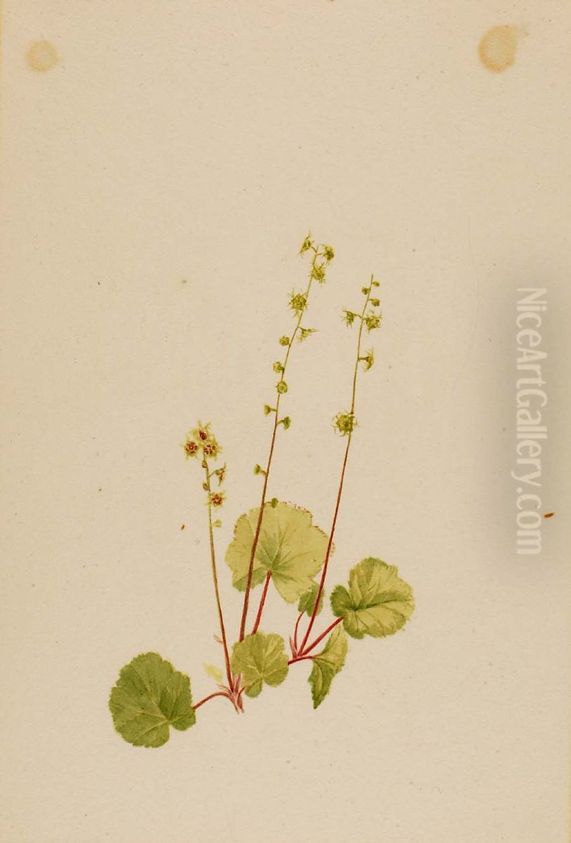 Mitella nuda Oil Painting by Mary Vaux Walcott