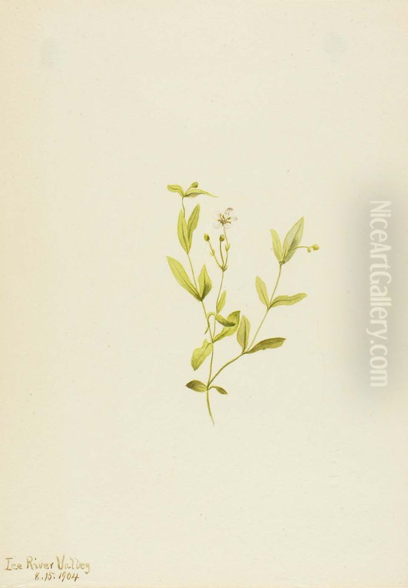 Moehringia laberiflora Oil Painting by Mary Vaux Walcott