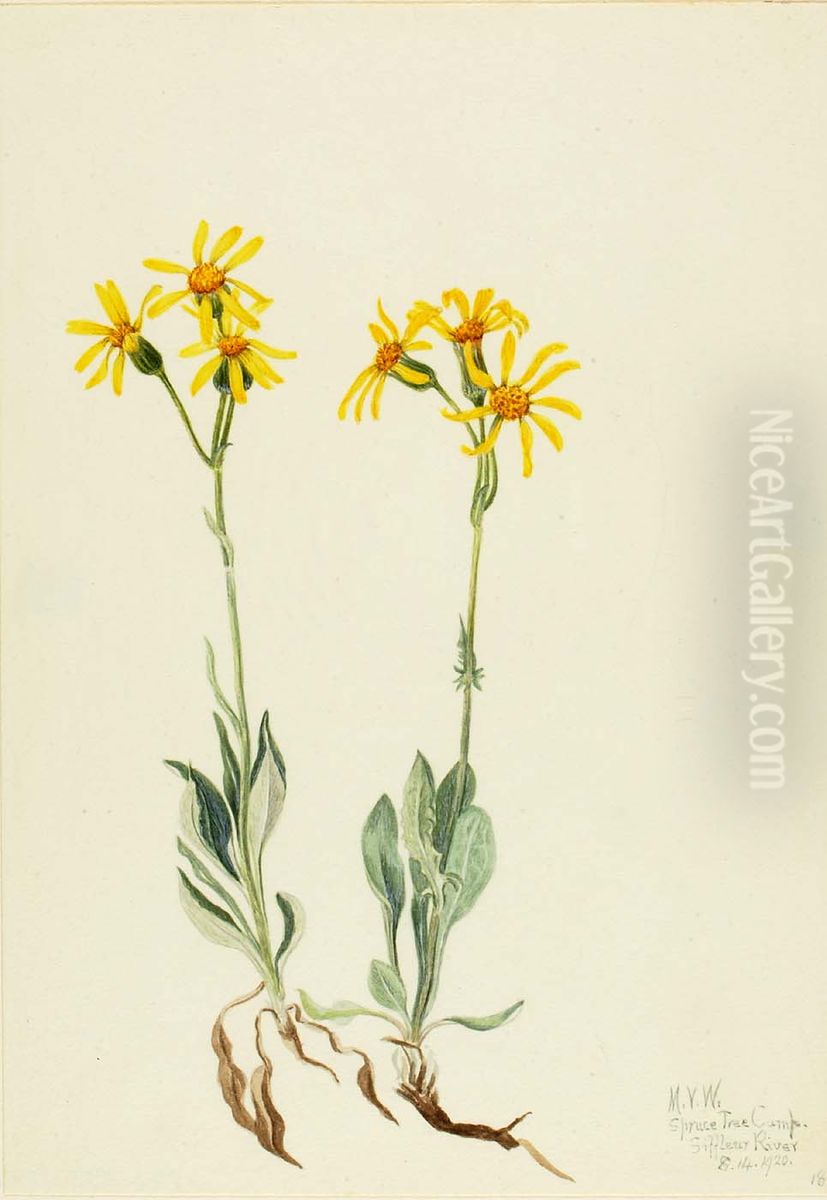 Montana Parnassia (Parnassia montanesis) Oil Painting by Mary Vaux Walcott