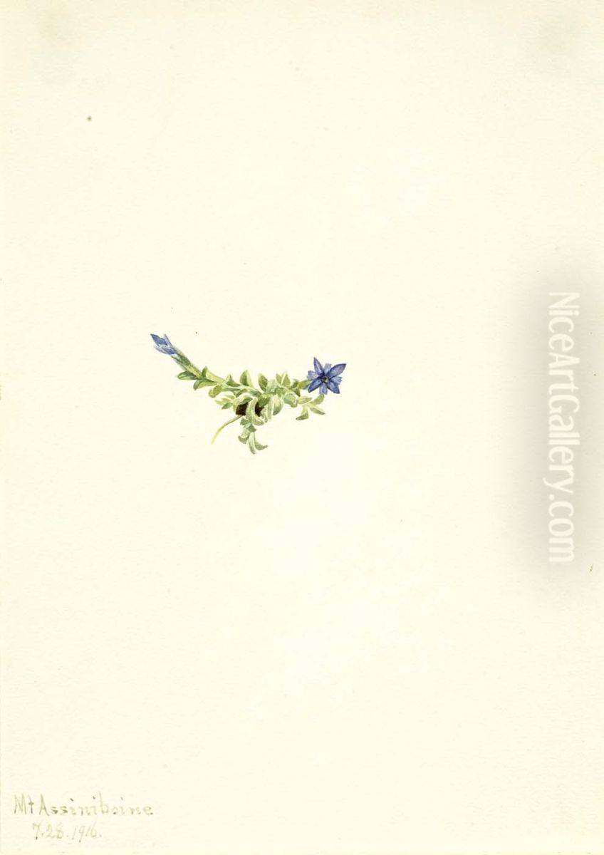 Moss Gentian (Gentiana prostrata) Oil Painting by Mary Vaux Walcott