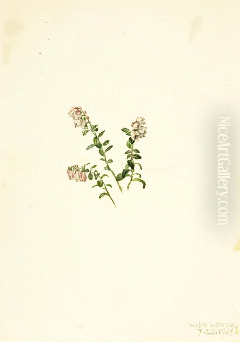 Mountain Cranberry (Vaccinium vitisidaea minus) Oil Painting by Mary Vaux Walcott