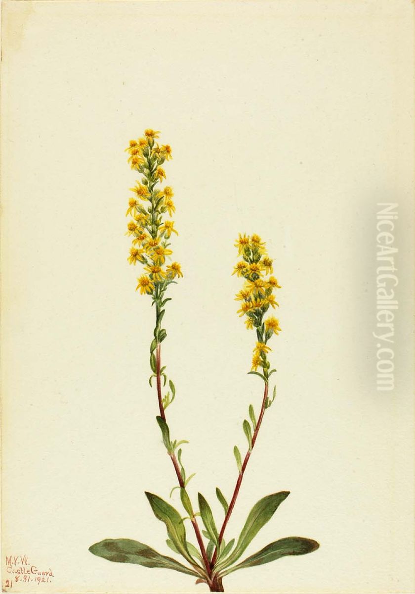 Mountain Goldenrod (Solidago oreophila) Oil Painting by Mary Vaux Walcott