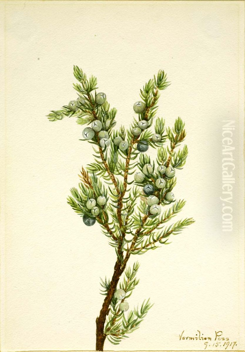 Mountain Juniper (Juniperus sibirica) Oil Painting by Mary Vaux Walcott