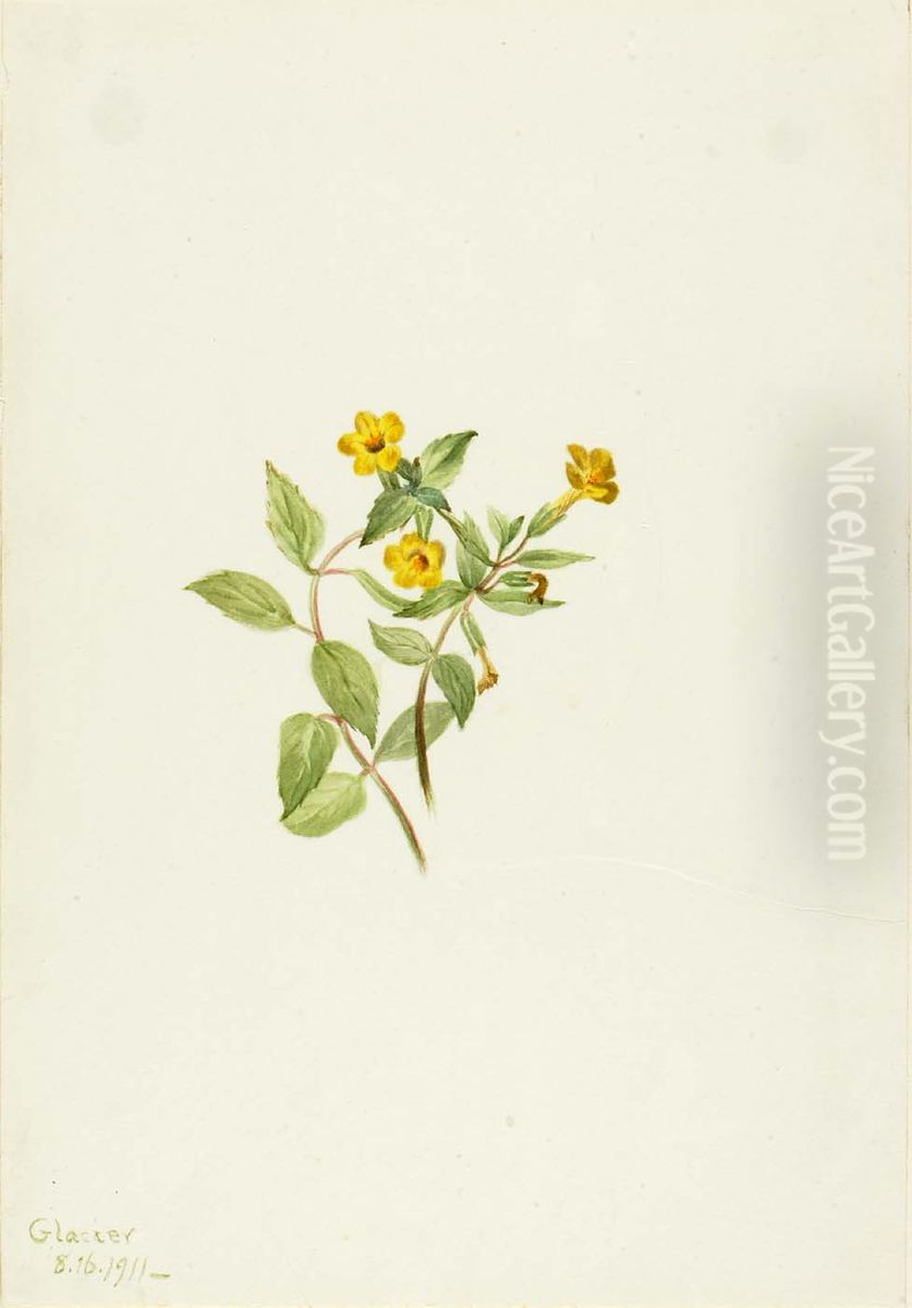Musk-Flower (Mimulus moschatus) Oil Painting by Mary Vaux Walcott