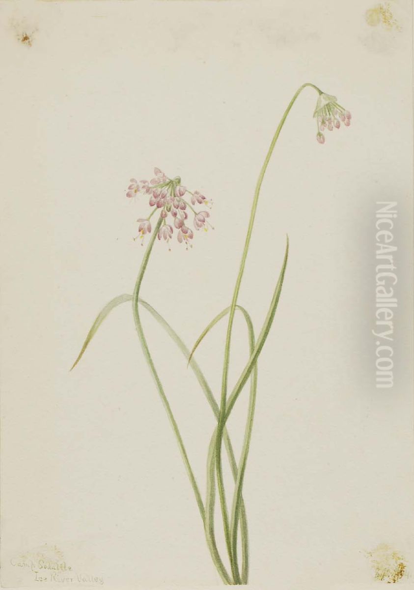 Nodding Onion (Allium cernuum) Oil Painting by Mary Vaux Walcott