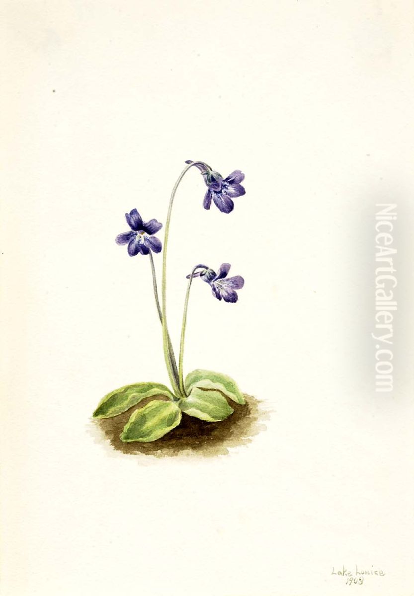 Northern Butterwort (Pinguicula vulgaris) Oil Painting by Mary Vaux Walcott