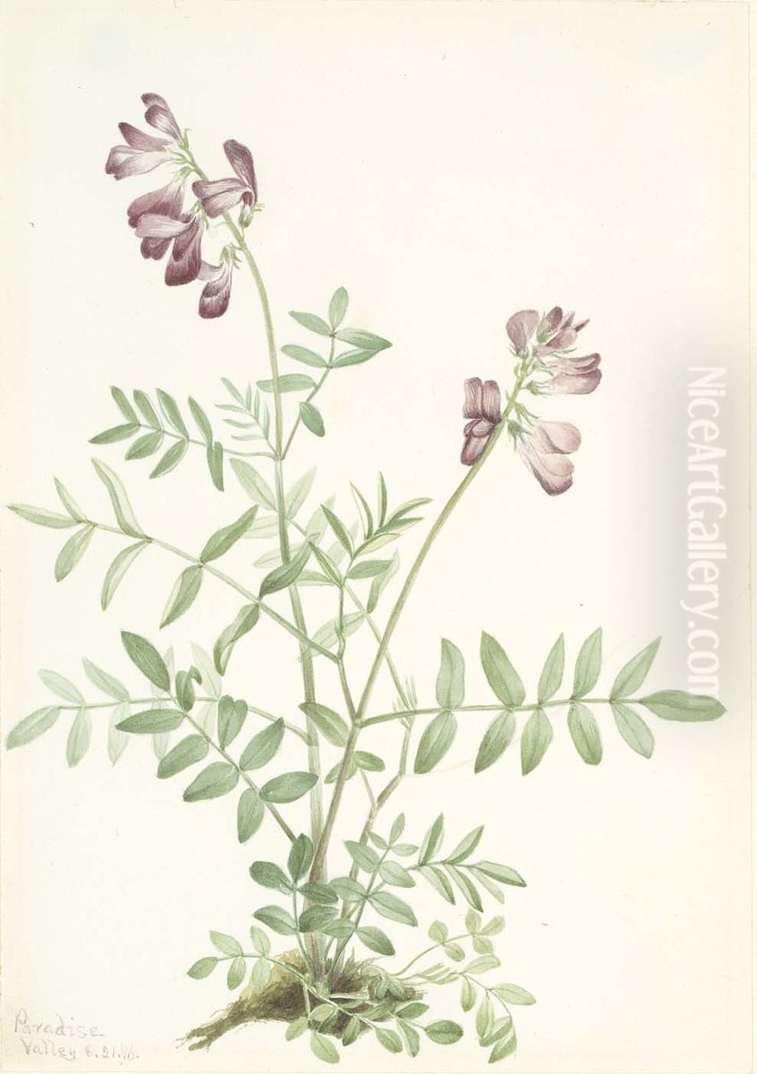 Northern Hedysarum (Hedysarum boreale) Oil Painting by Mary Vaux Walcott