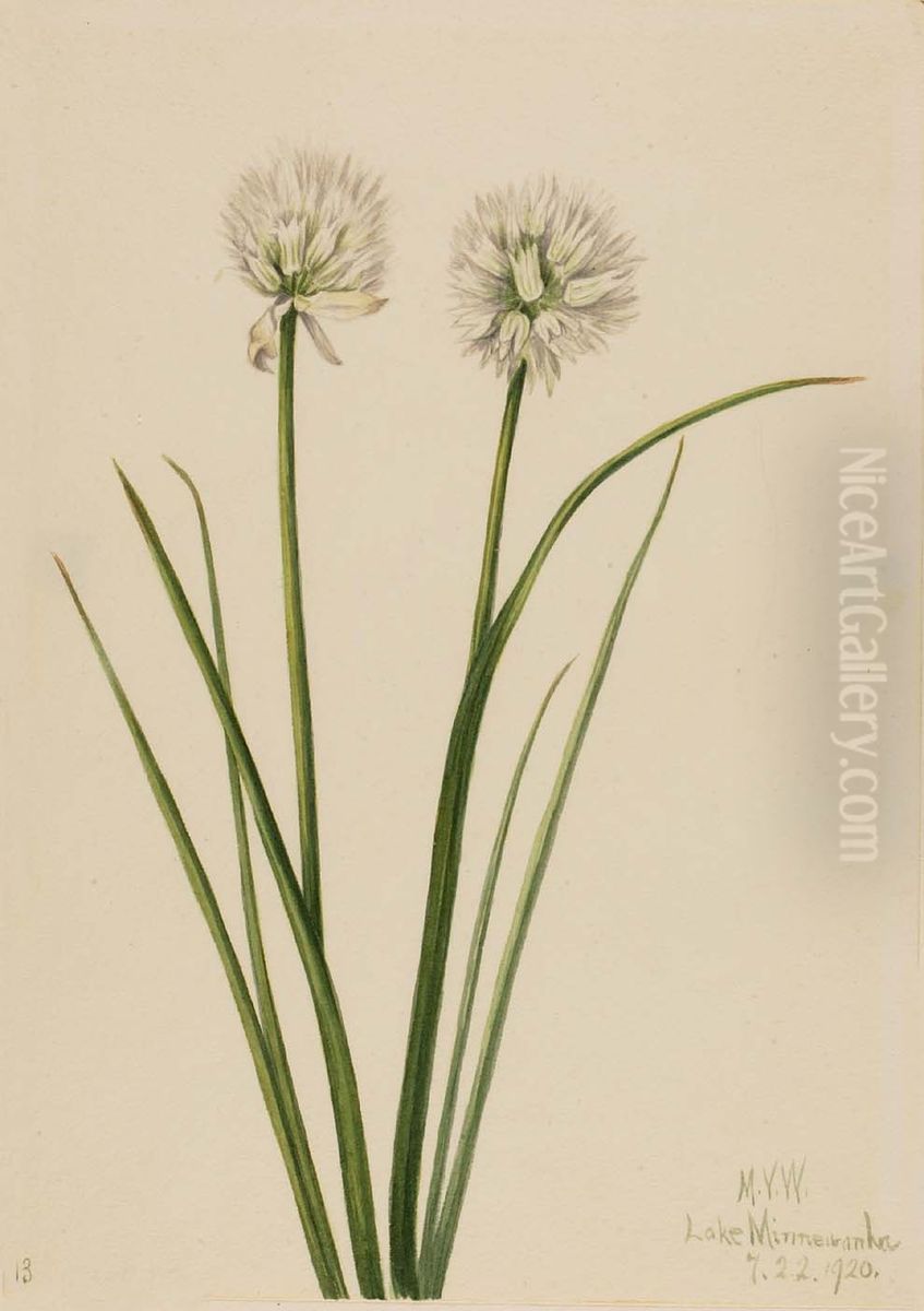 Northern Onion (Allium sibiricum) Oil Painting by Mary Vaux Walcott