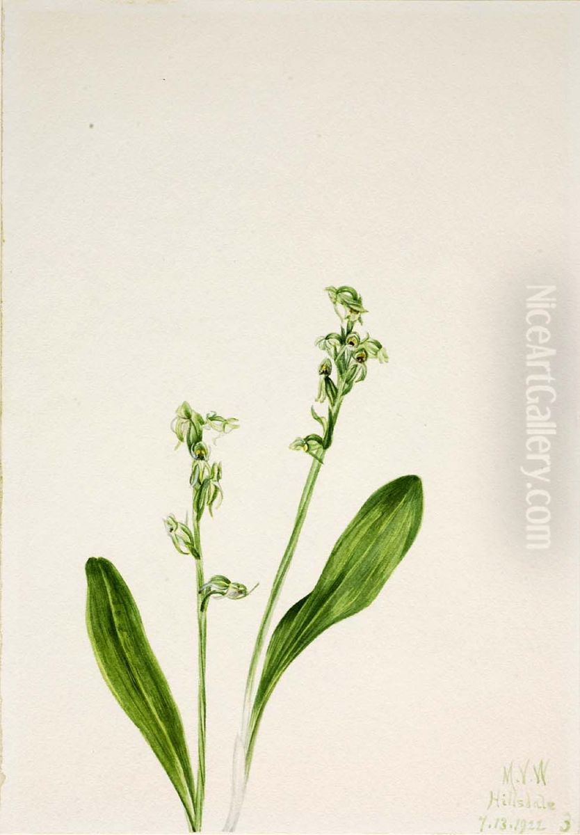 One-Leaf-Bog-Orchid (Habenaria obtusata) Oil Painting by Mary Vaux Walcott