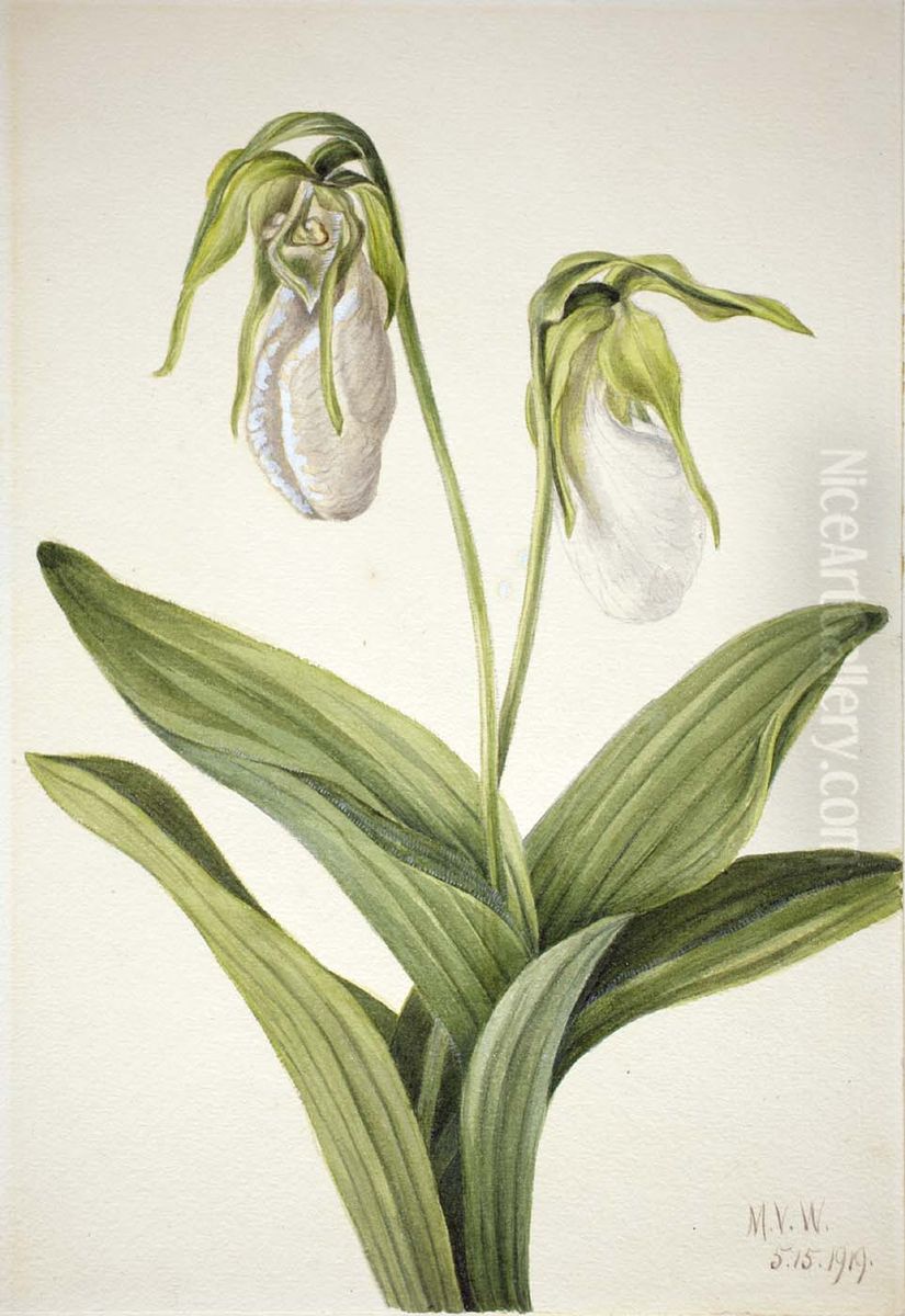 Pale Lady's Slipper (Cypridedium acaule) Oil Painting by Mary Vaux Walcott