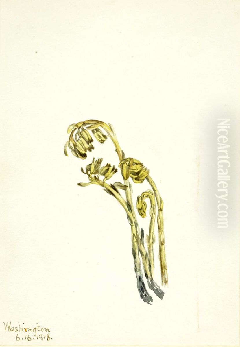 Pale Pinesap (Hypopitys americana) Oil Painting by Mary Vaux Walcott
