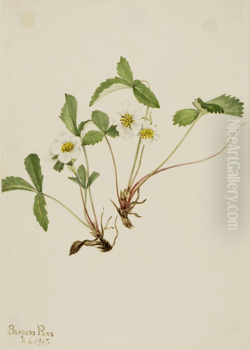 Pale Strawberry (Fragaria glauca) Oil Painting by Mary Vaux Walcott