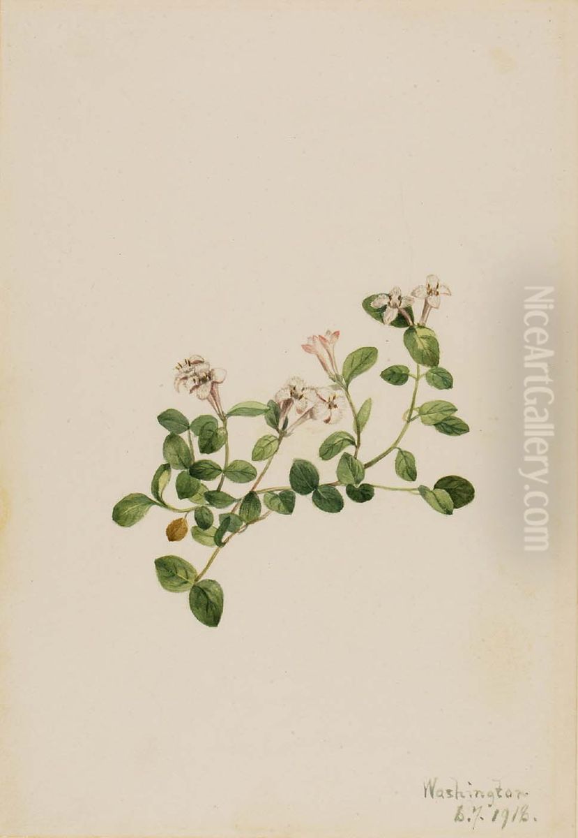 Partridgeberry (Mitchella repena) Oil Painting by Mary Vaux Walcott