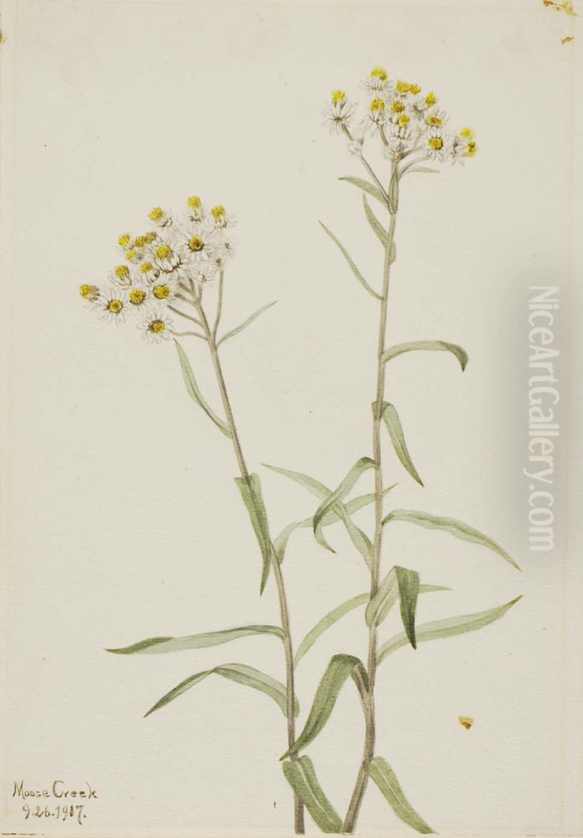 Pearl Everlasting (Anaphalis margaritacea) Oil Painting by Mary Vaux Walcott