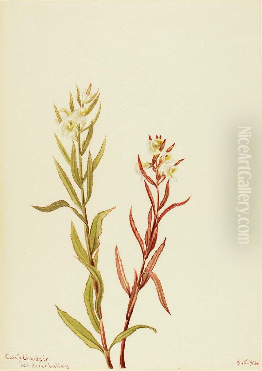 Pedicularis raremosa Oil Painting by Mary Vaux Walcott