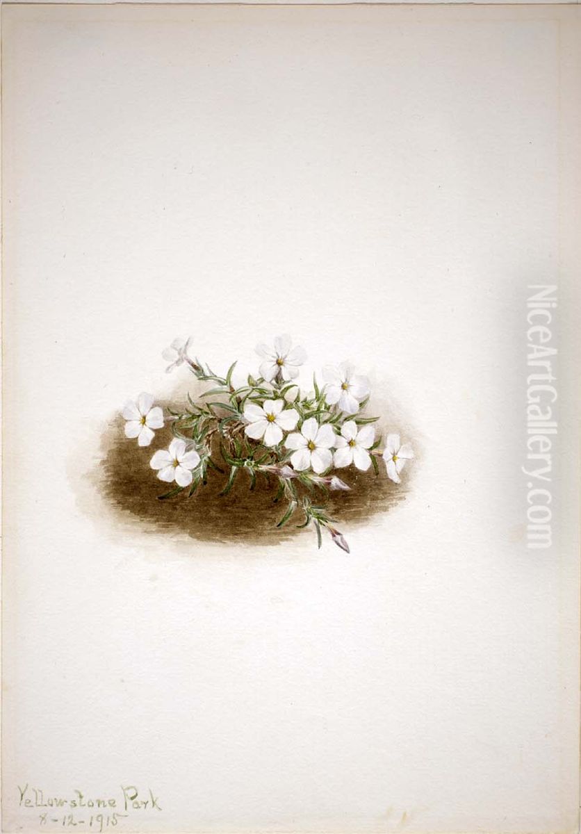 Phlox Oil Painting by Mary Vaux Walcott