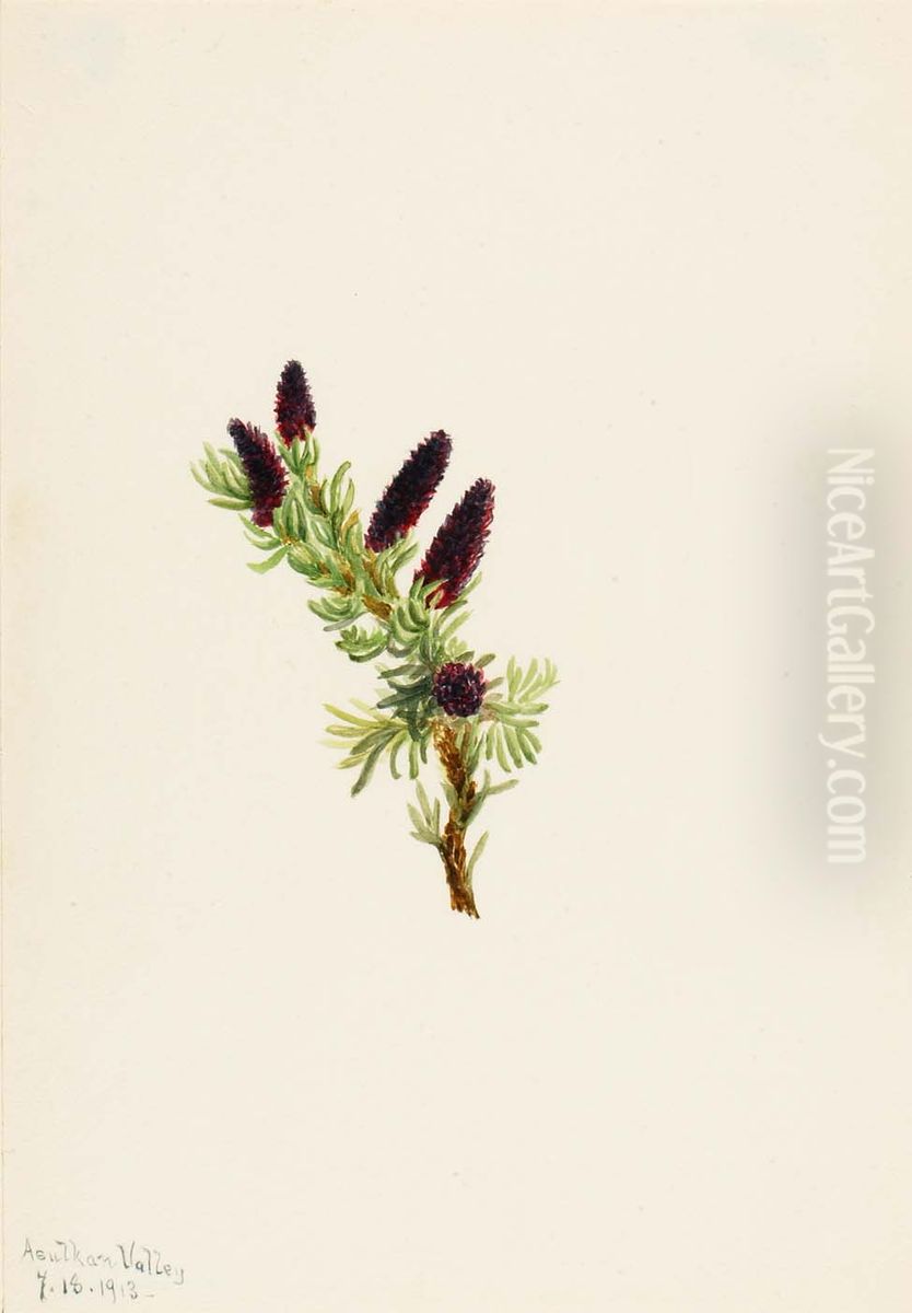 Picea engelmanni Oil Painting by Mary Vaux Walcott