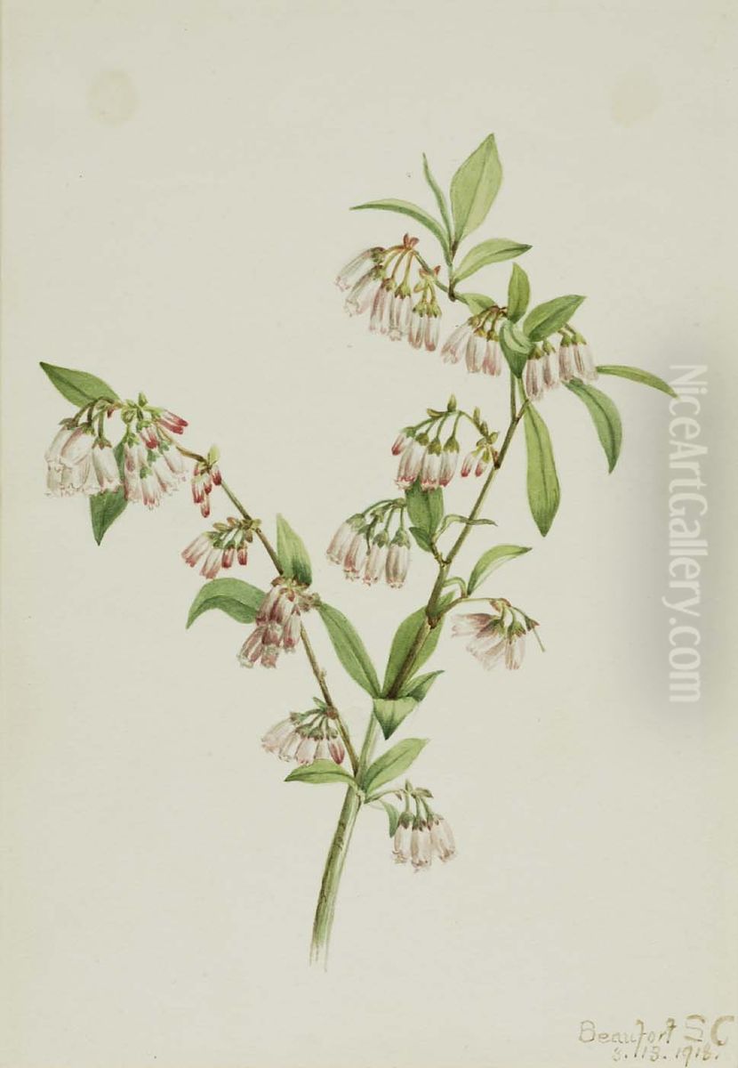 Pineland Blueberry (Vaccinium tenellum) Oil Painting by Mary Vaux Walcott