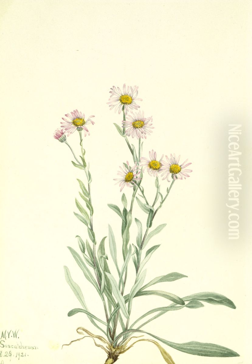 Pink Fleabane (Erigeron caespitosus) Oil Painting by Mary Vaux Walcott