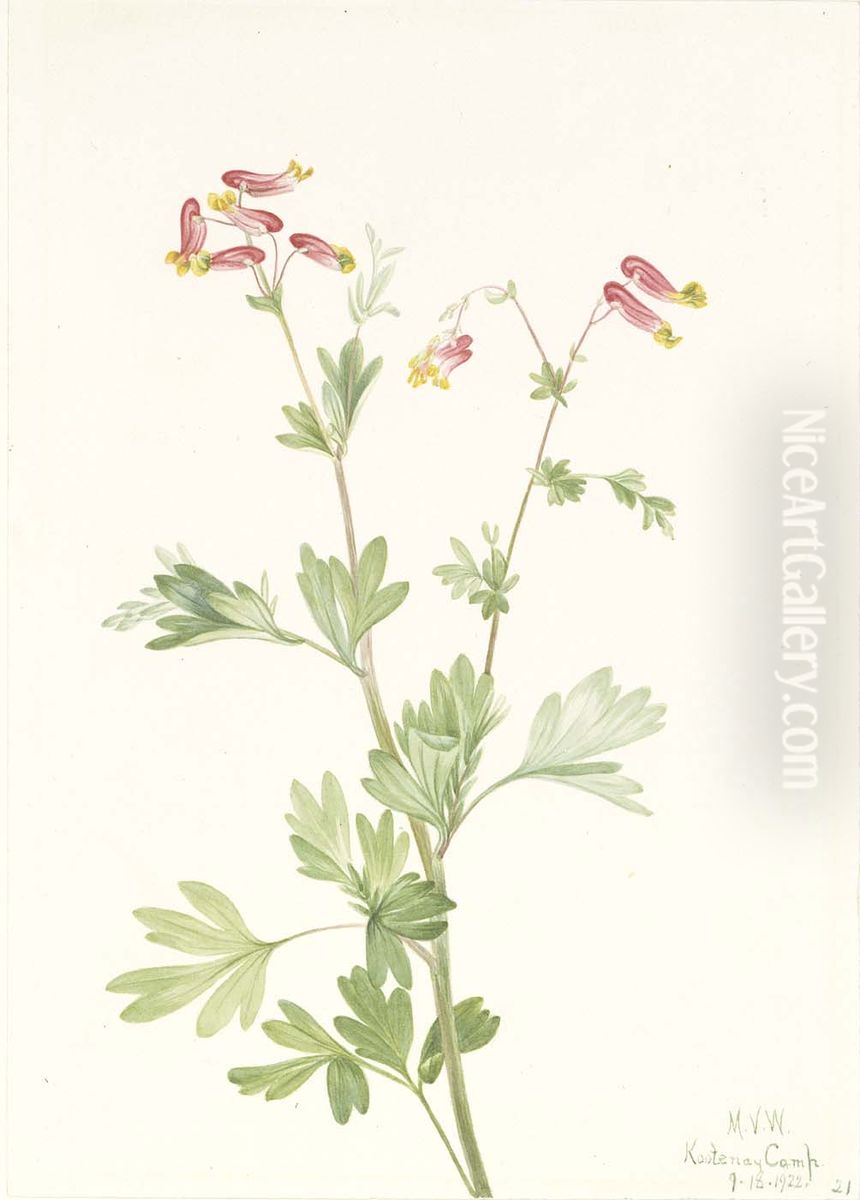 Pink Fumeroot (Capnoides sempervirens) Oil Painting by Mary Vaux Walcott