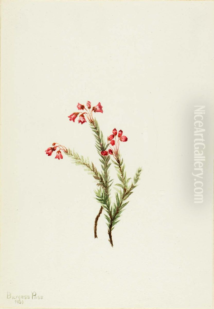 Pink Heather (Phyllodoce empetriformis) Oil Painting by Mary Vaux Walcott