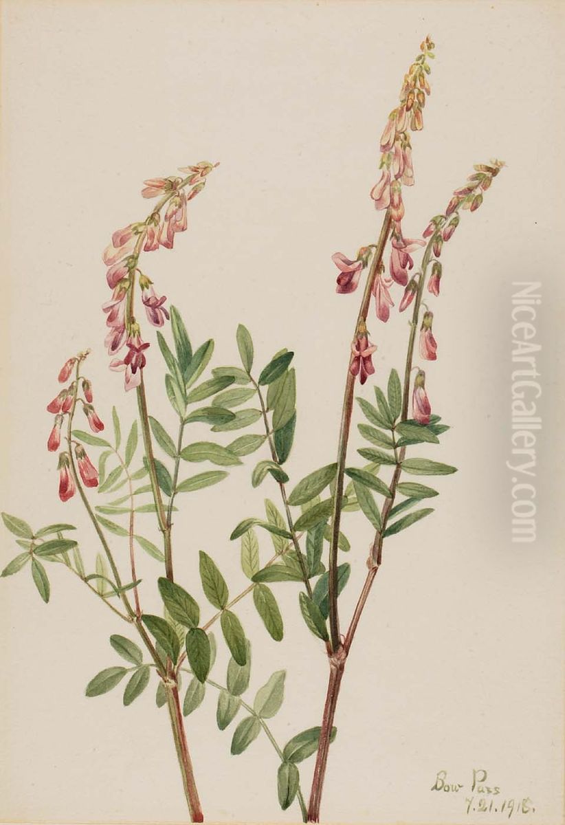 Pink Hedysarum (Hedysarum americanum) Oil Painting by Mary Vaux Walcott