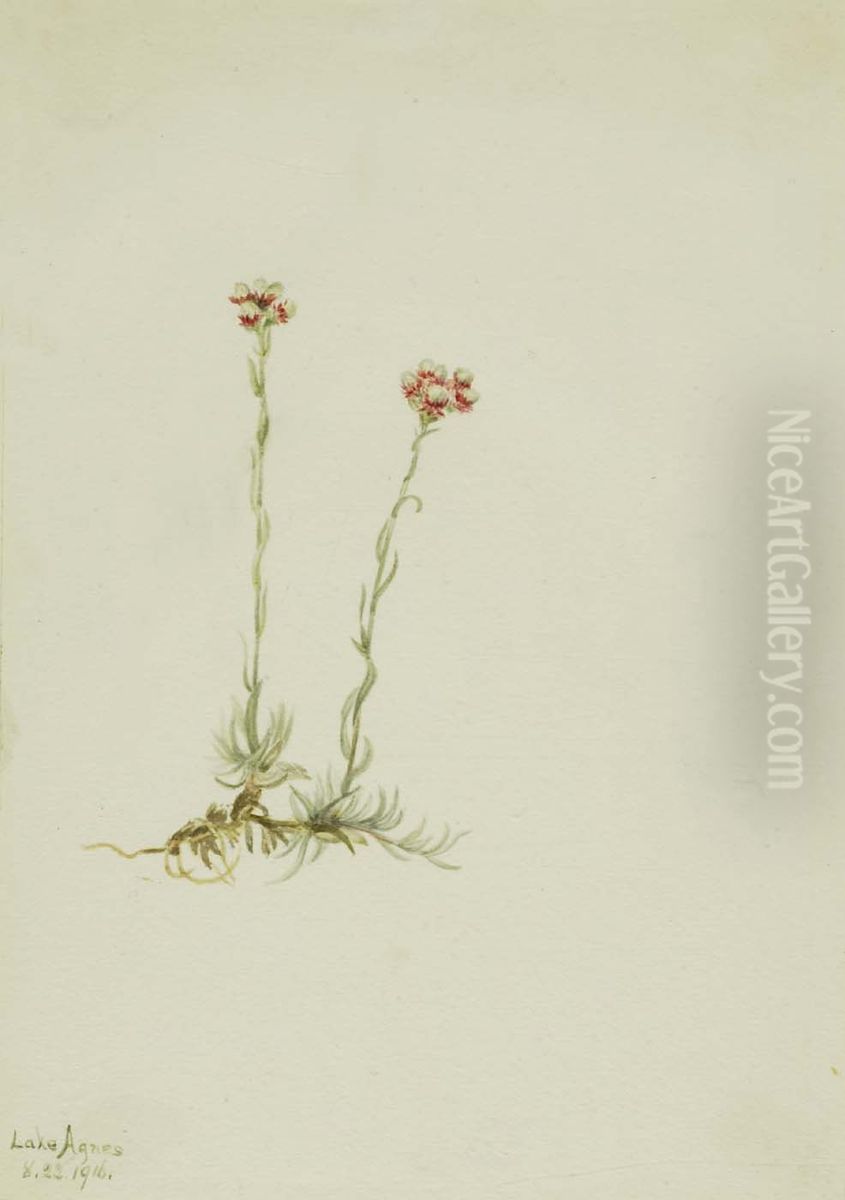 Pink Pussytoes (Antennaria rosea) Oil Painting by Mary Vaux Walcott