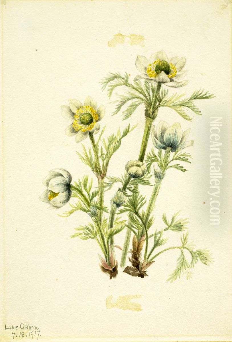 Plume Anemone (Pulsatilla occidentalis) Oil Painting by Mary Vaux Walcott