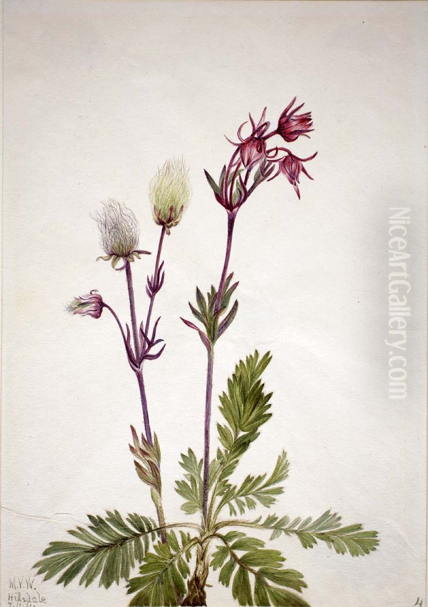 Prairie-Smoke (Sieversia ciliata) Oil Painting by Mary Vaux Walcott
