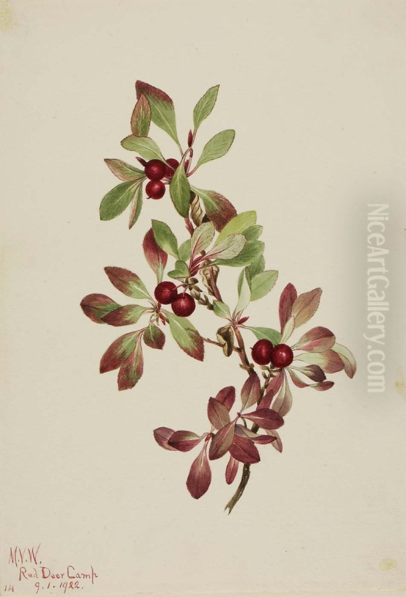 Ptarmiganberry (Arctous alpina) Oil Painting by Mary Vaux Walcott