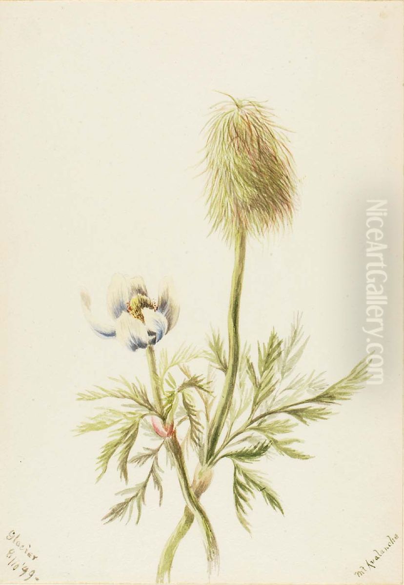 Pulsatilla occidentalis Oil Painting by Mary Vaux Walcott