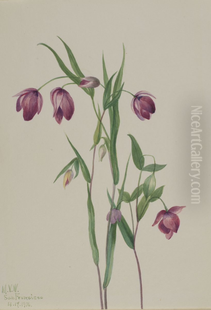 Purple Fairy Lantern (Calochortus anoenum) Oil Painting by Mary Vaux Walcott