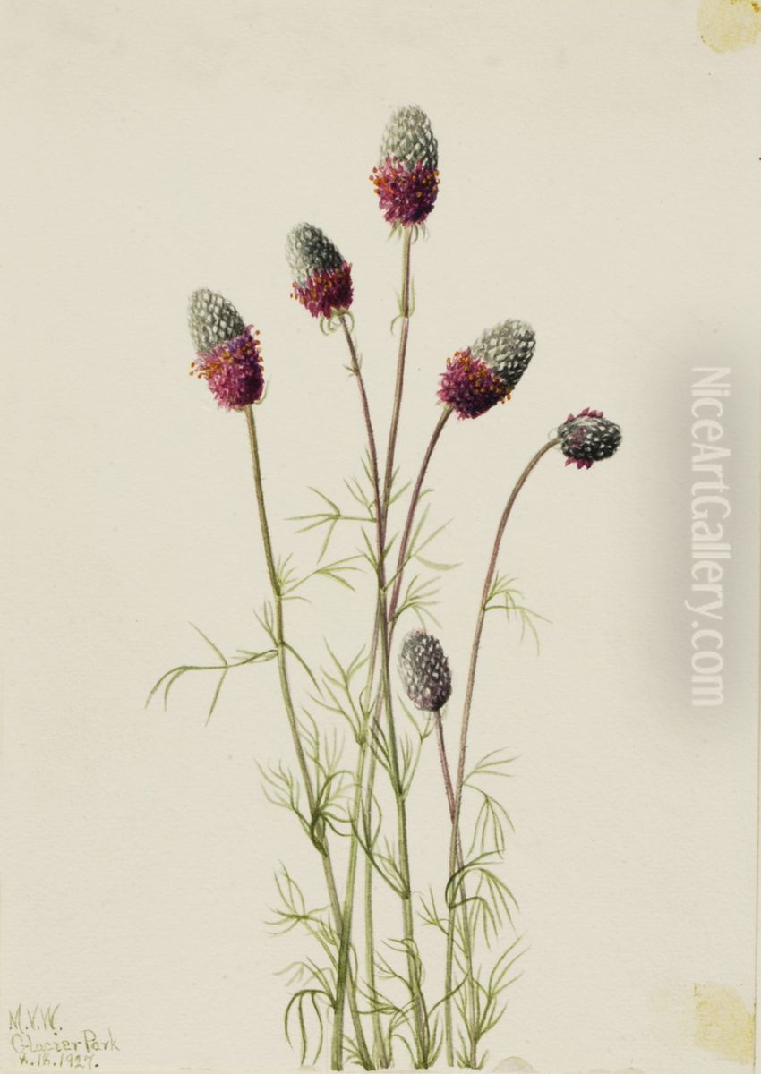 Purple Prairieclover (Petalostemon purpureum) Oil Painting by Mary Vaux Walcott