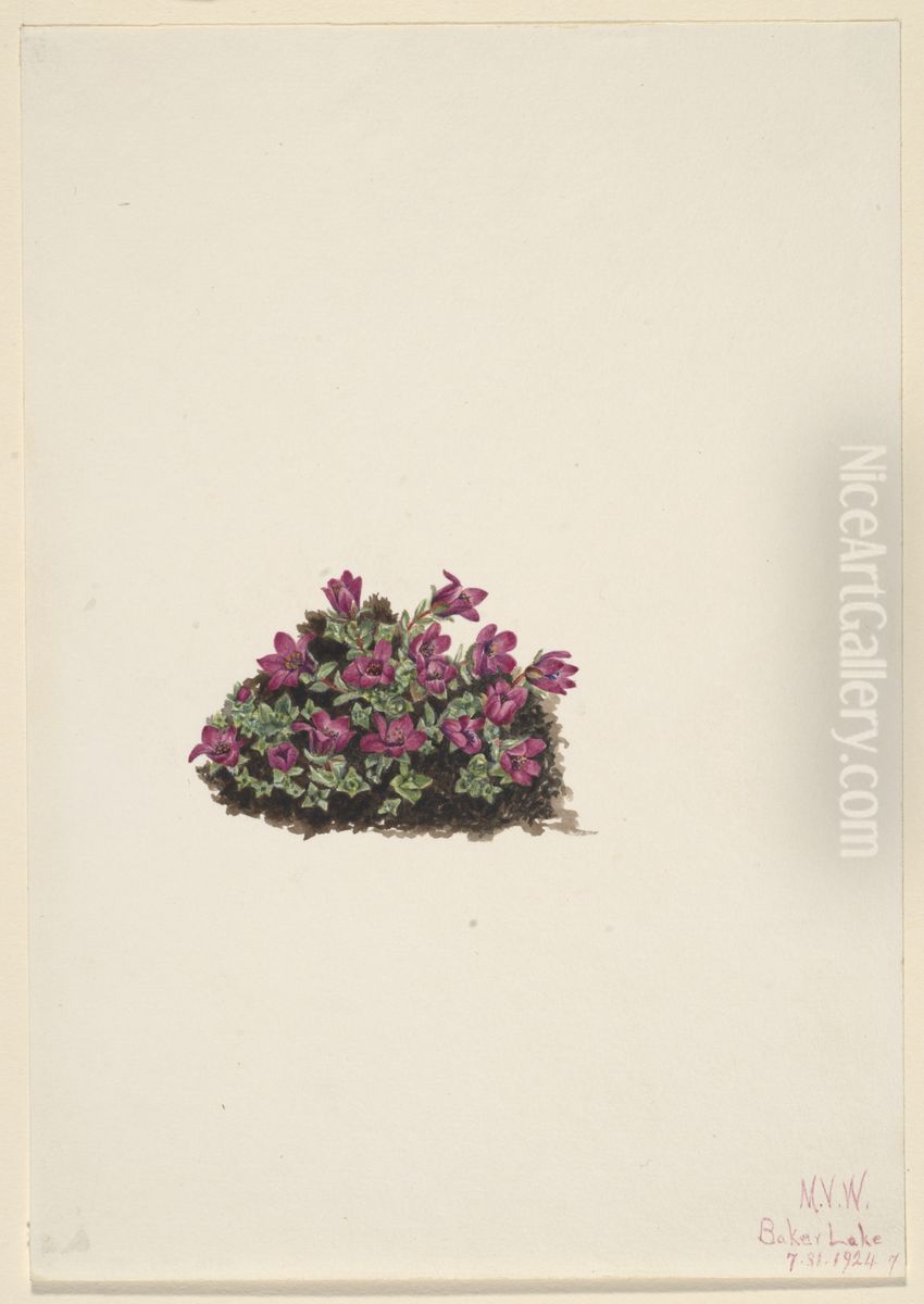 Purple Saxifrage (Saxifraga oppositifolia) Oil Painting by Mary Vaux Walcott