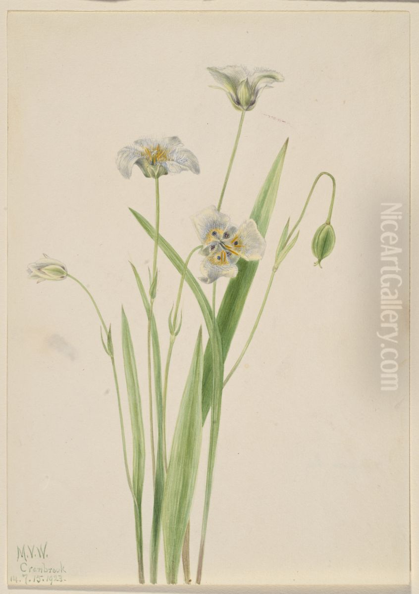 Pussy-ears (Calochortus elegans) Oil Painting by Mary Vaux Walcott