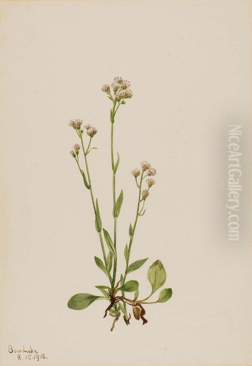 Pussy-Toes (Antennaria racemosa) Oil Painting by Mary Vaux Walcott