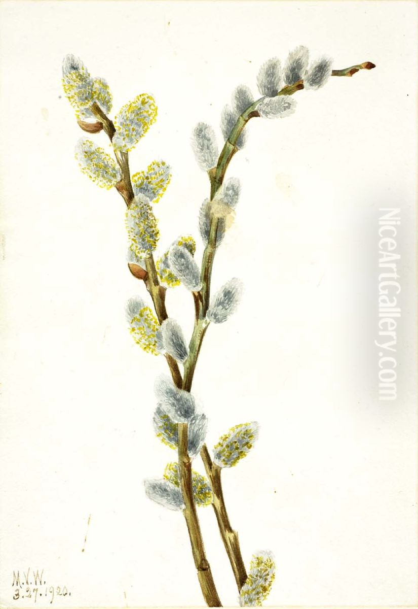 Pussy Willow (Salix discolor) Oil Painting by Mary Vaux Walcott