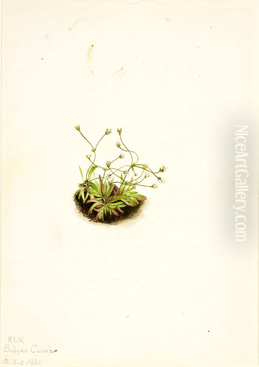 Pygmy Androsace (Androsace subumbellata) Oil Painting by Mary Vaux Walcott