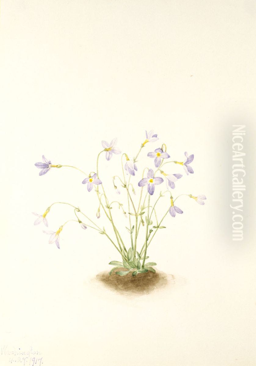 Quakerladies (Houstonia caerulea) Oil Painting by Mary Vaux Walcott