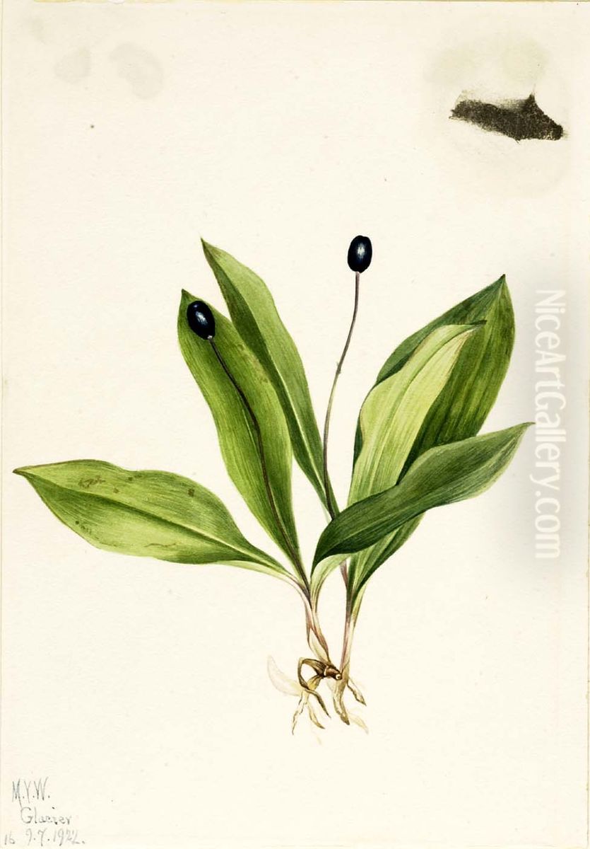 Queencup (Clintonia uniflora) Oil Painting by Mary Vaux Walcott