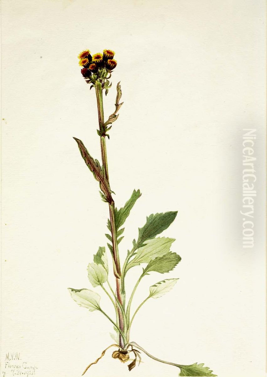 Rayless Groundsel (Senecio pauciflorus) Oil Painting by Mary Vaux Walcott