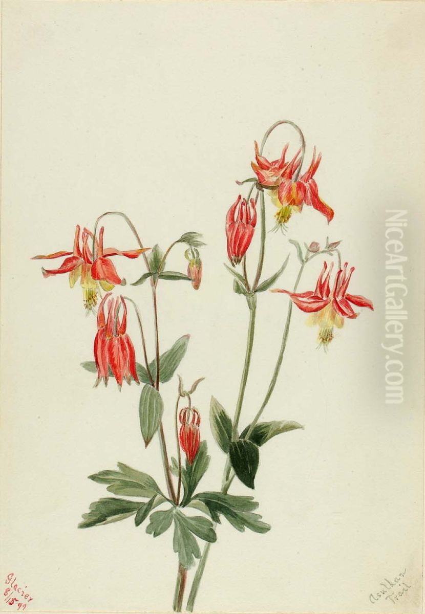 Red Columbine (Aquilegia formosa) Oil Painting by Mary Vaux Walcott